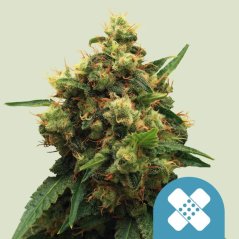 Royal Queen Seeds Semi di Cannabis Painkiller XL Femminizzati (Alto CBD)