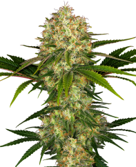 Sensi Seeds Cannabis Seeds Afghani #1® Feminized, 3-10 pcs