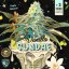 T.H.Seeds™ Cannabis Seeds Vanilla Sundae, various pack, feminized