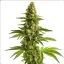 Blimburn Seeds Cannabis Seeds Bruce Banner Feminized