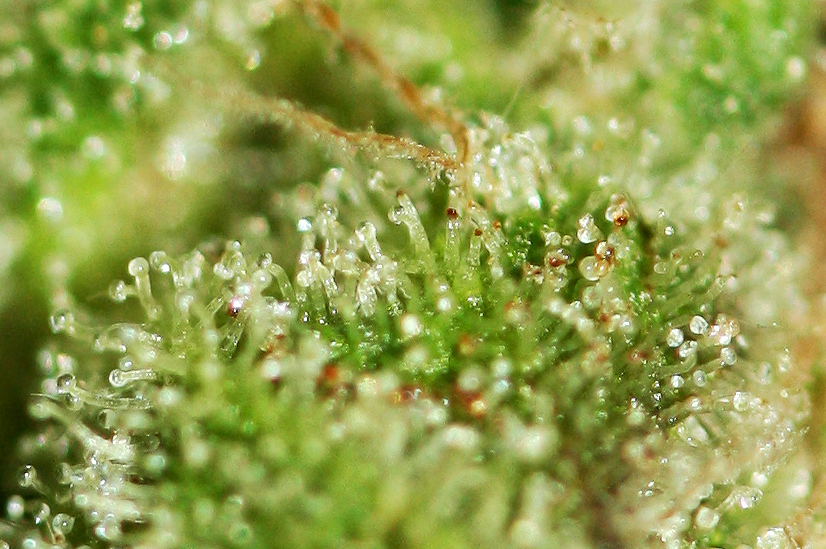 T.H.Seeds™ Kaņepju sēklas SAGE™'n Sour, dažādi iepakojumi, feminizēti