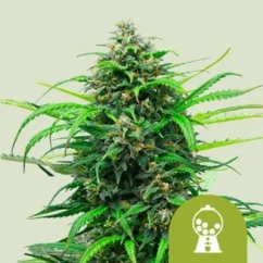 Royal Queen Seeds Kaņepju sēklas Pink Runtz Auto