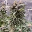 Blimburn Seeds Cannabis Seeds Girl Scout Cookies Feminized