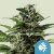 Royal Queen Seeds Biji Ganja Tatanka Pure Feminized (CBD Tinggi)