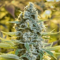 Silent Seeds Classic Cannabis Seeds Moby Dick Feminized