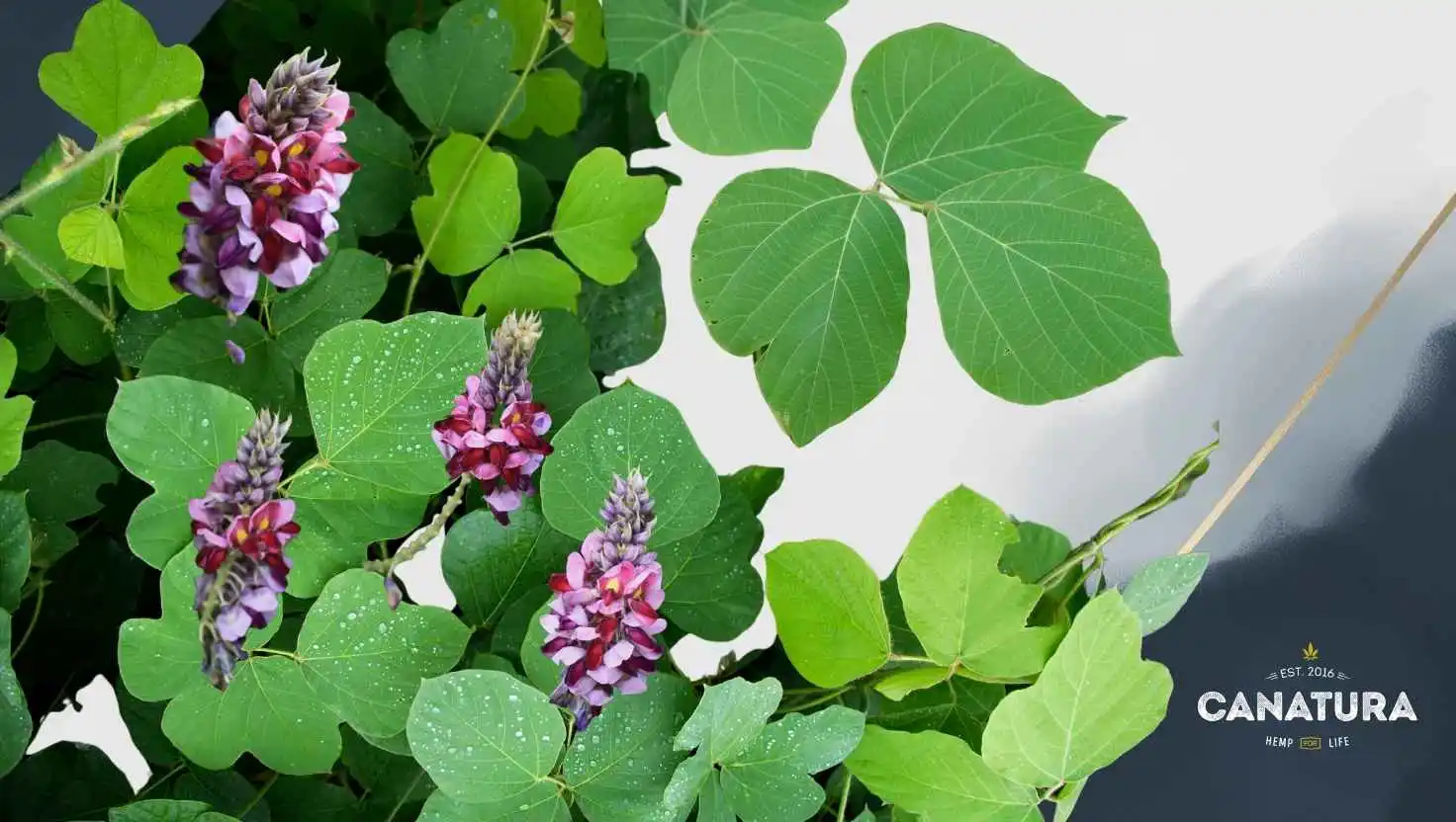Leaves and flowers of the kudzu vine plant