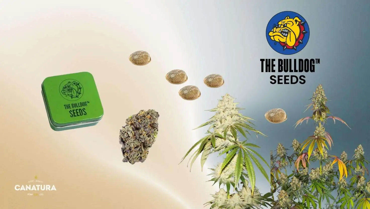 The Bulldog Seeds