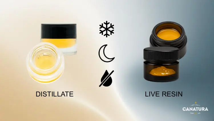 Storage: distillate in a light-coloured container vs. live resin in a dark container, store in a cool, dark and dry place, with the Canatura logo in the lower right corner