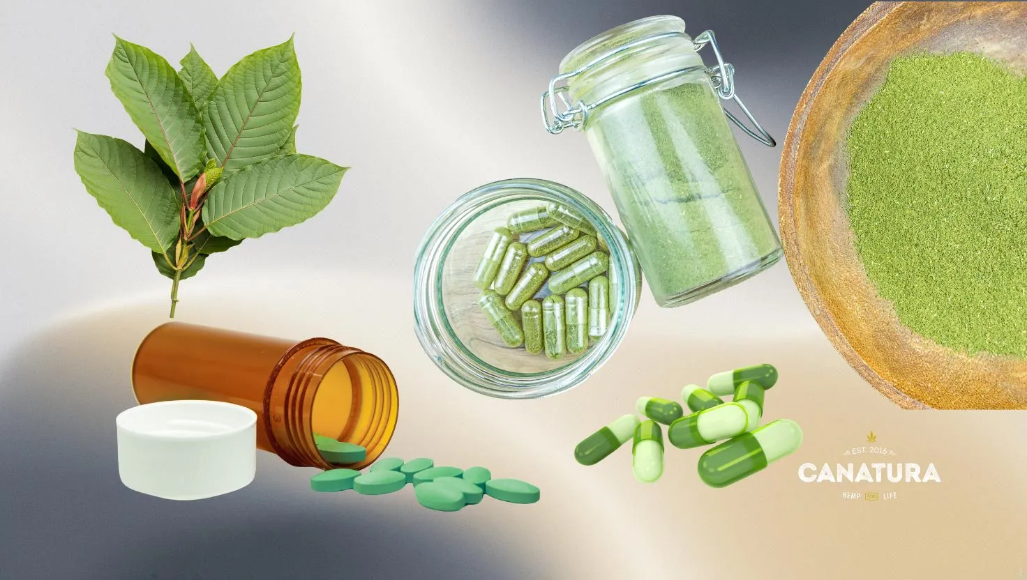 7-OH extract from kratom – capsules, tablets, powder and Mitragyna speciosa leaves, Canatura logo on the right
