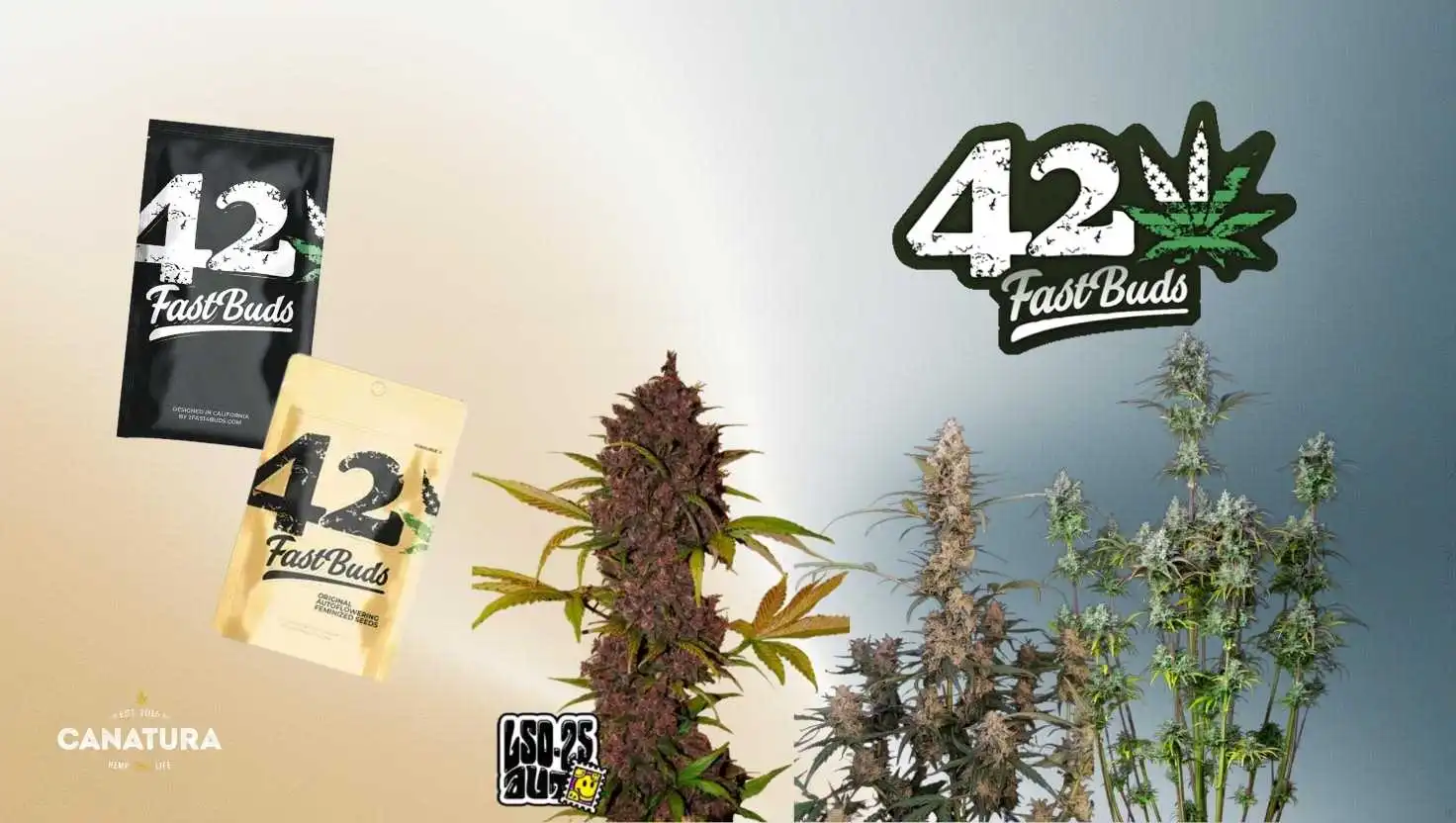 Fast Buds