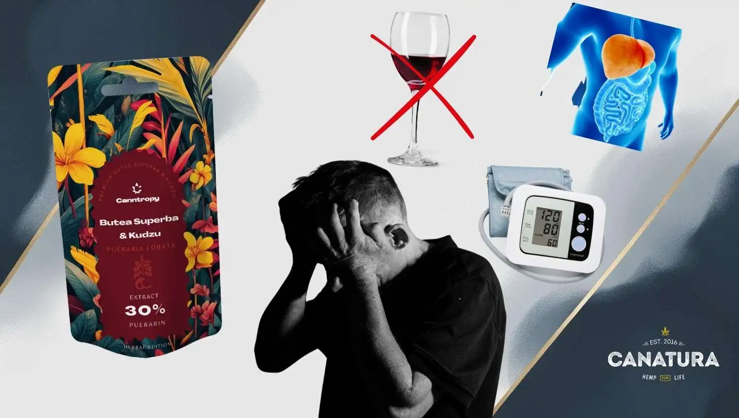 Illustration of the effects of kudzu – support for alcohol withdrawal, liver health, blood pressure and mental well-being, on the left is Canntropy kudzu extract, accompanied by the Canaturawholesale logo