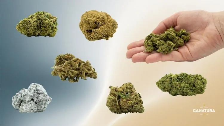What are CBD flowers: various CBD flowers and a CBD flower in the hand, with the CanaturaWholesale logo bottom right